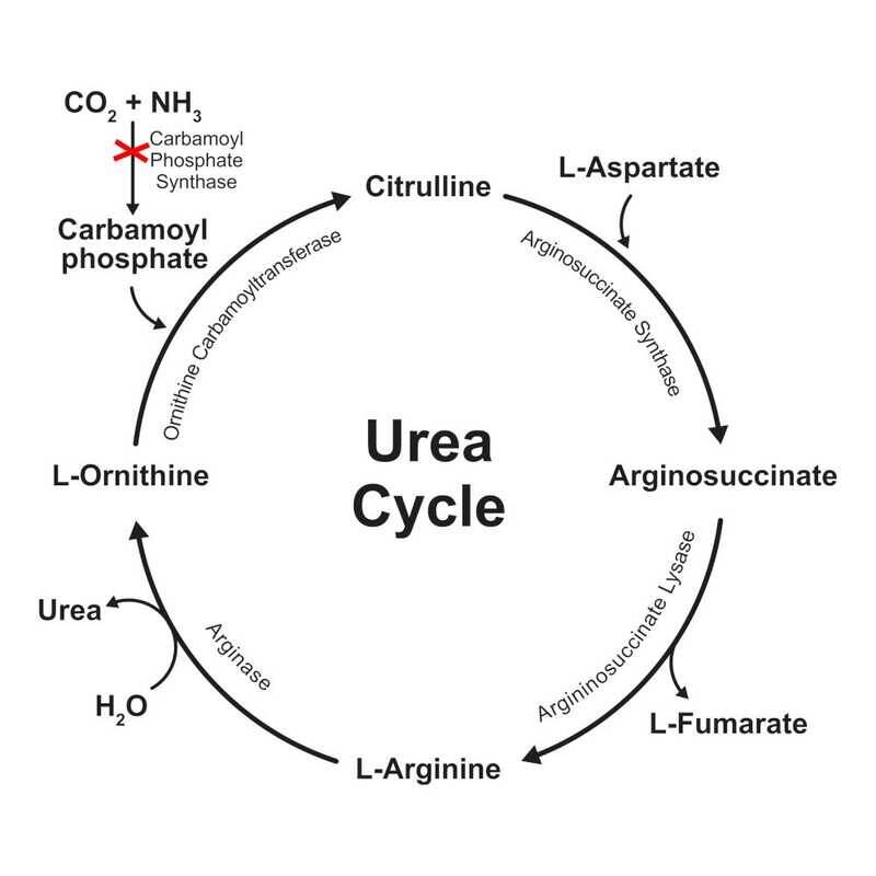 Наглядная иллюстрация того, где именно нарушен цикл