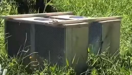 Когда и какие пчелопакеты покупать весной