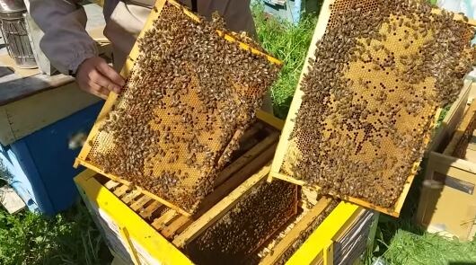 Рамки с расплодом для пчелопакета