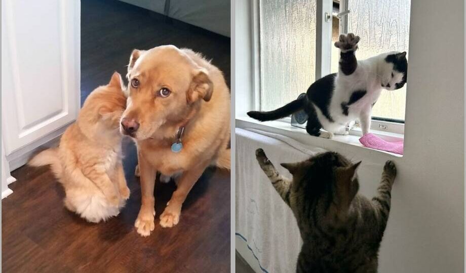 15 доказательств того, что питомцы умеют испытывать весь спектр эмоций