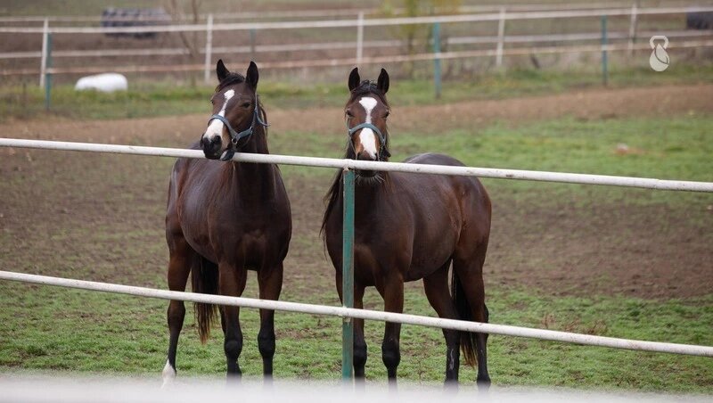      Фото: Дмитрий Ахмадуллин / / ИА «Победа26»