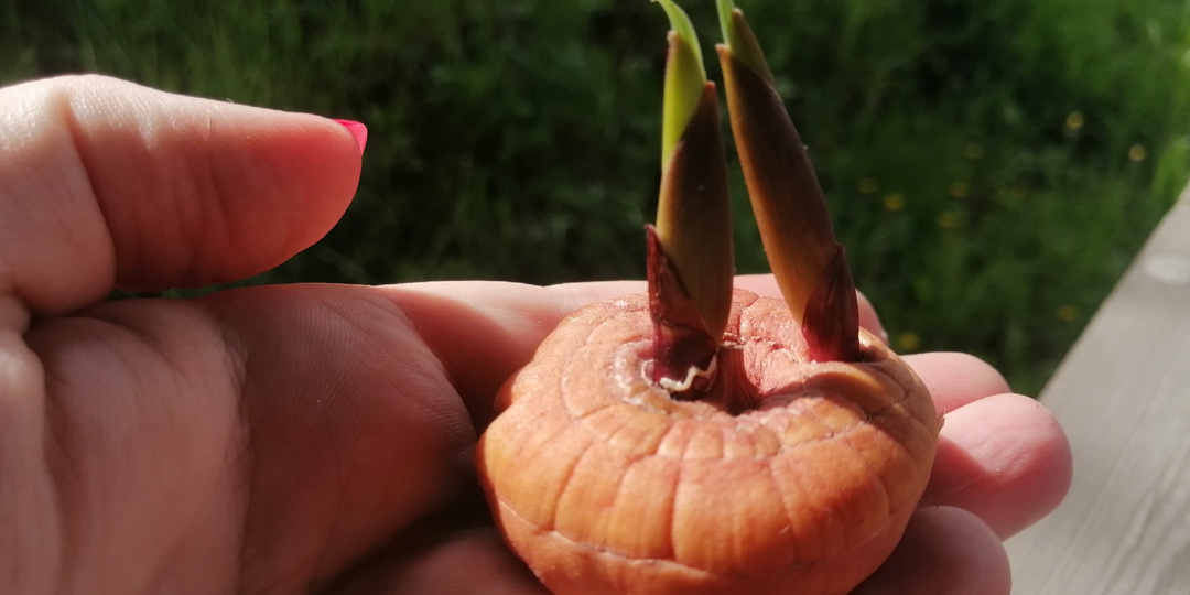 Посадка гладиолусов: наконец понял 3 признака готовой почвы. Проверьте свою