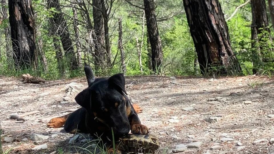 «Дай» и «брось»: учим отдавать добычу без потери пальцев.