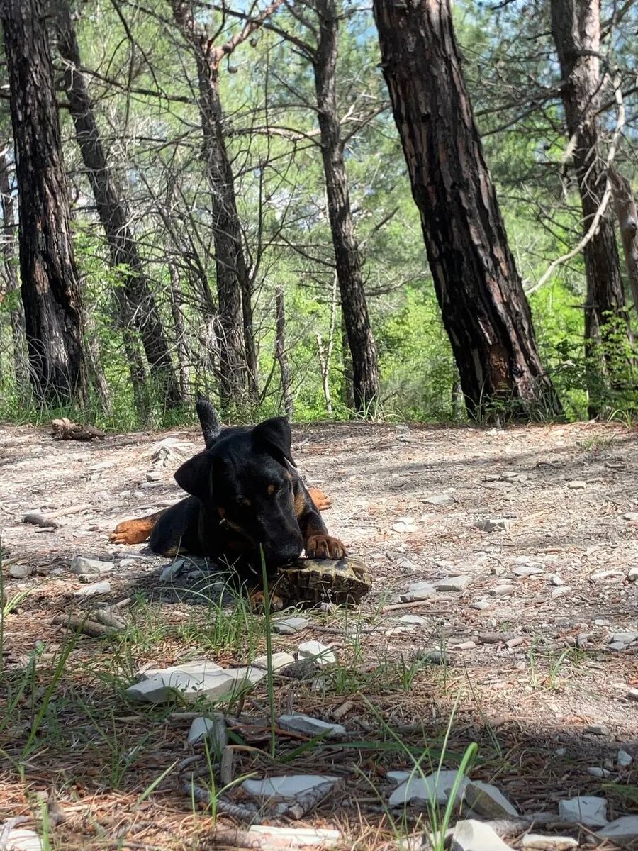  «Дай» и «брось»: учим отдавать добычу без потери пальцев.