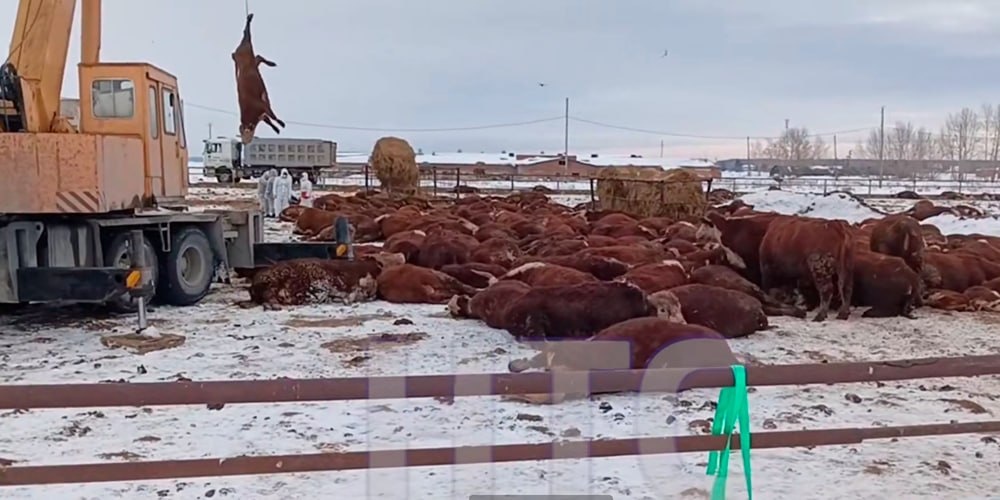 Убыток по 65 тыс