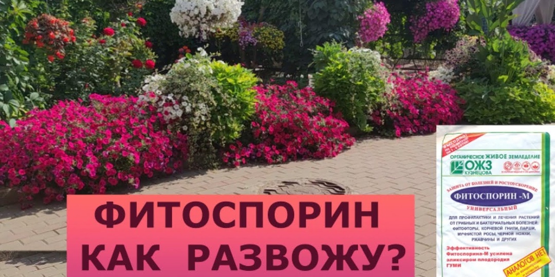 Как правильно развести и применять Фитоспорин М