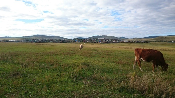 Яндекс- картинки.  Село Застепь Чита.