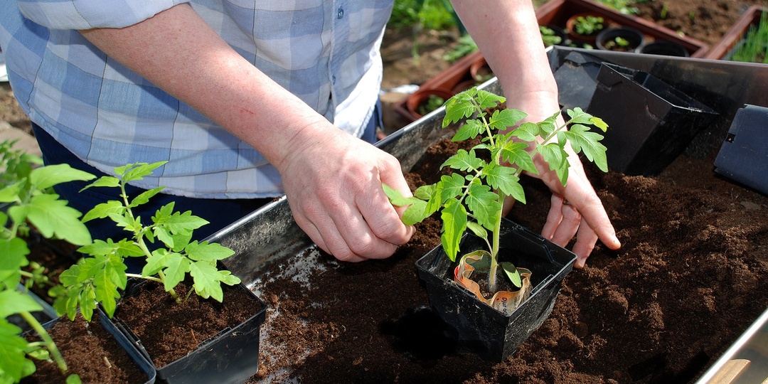 Когда и чем нужно начинать подкармливать рассаду томатов.