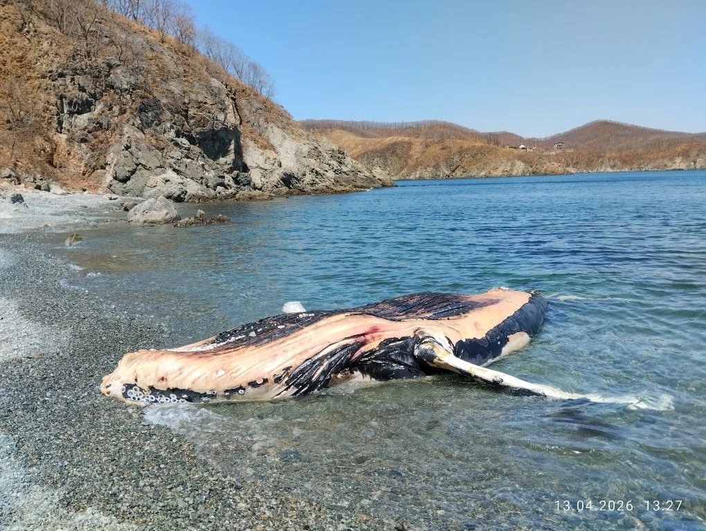 Млекопитающее на берегу