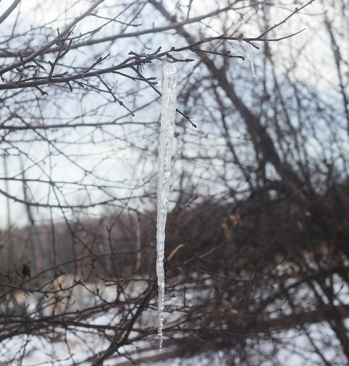 странная сосулька, которая с крыши перебралась жить на дерево