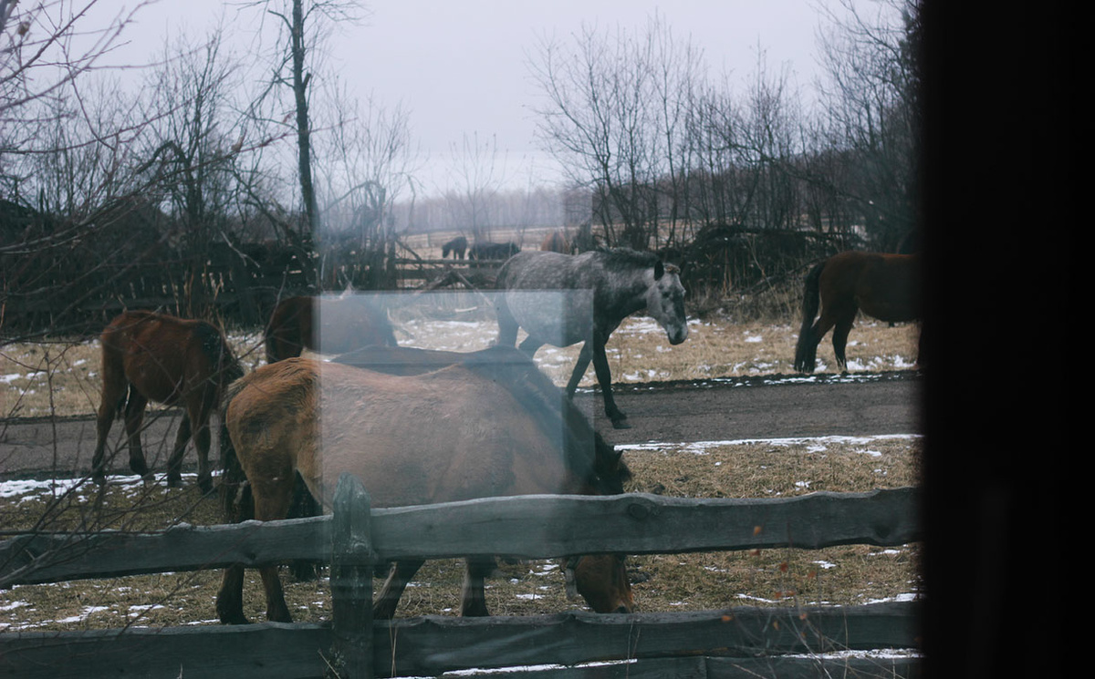 а из нашего окна лошадь всякая видна