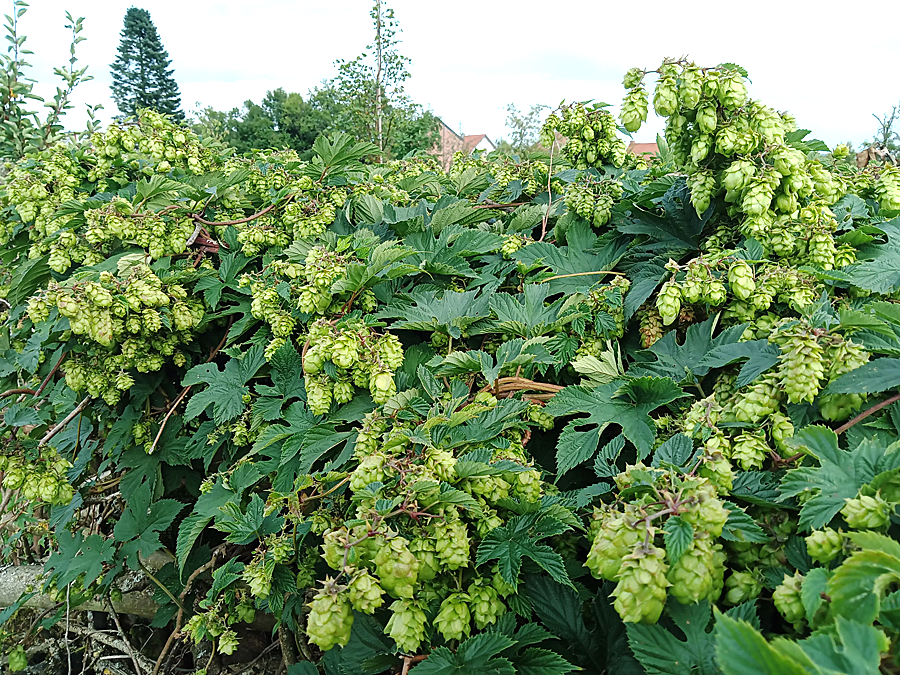 Дикий хмель в природе