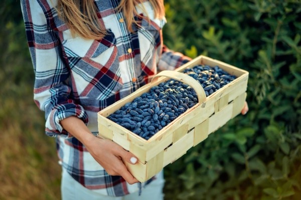 Источник фото shutterstock.com