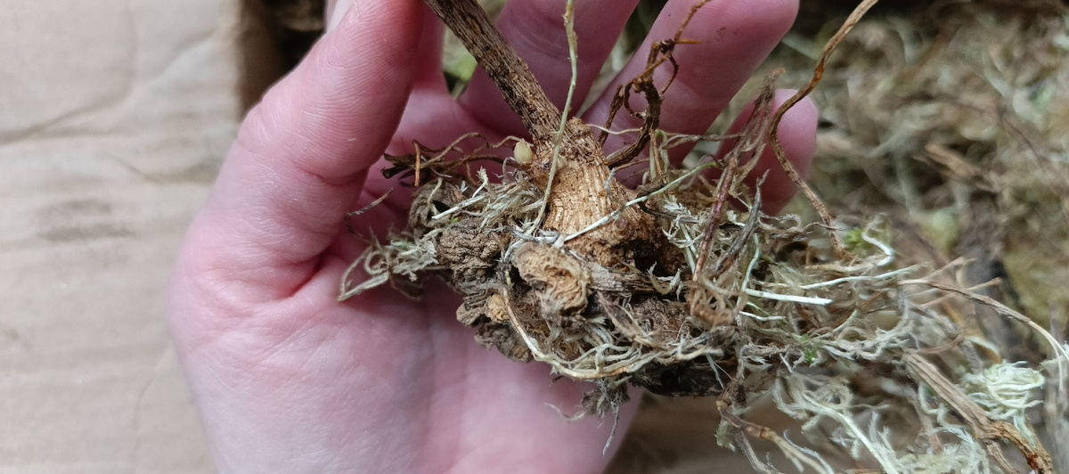 Осмотр был пару недель назад, так что почки еще увеличились.