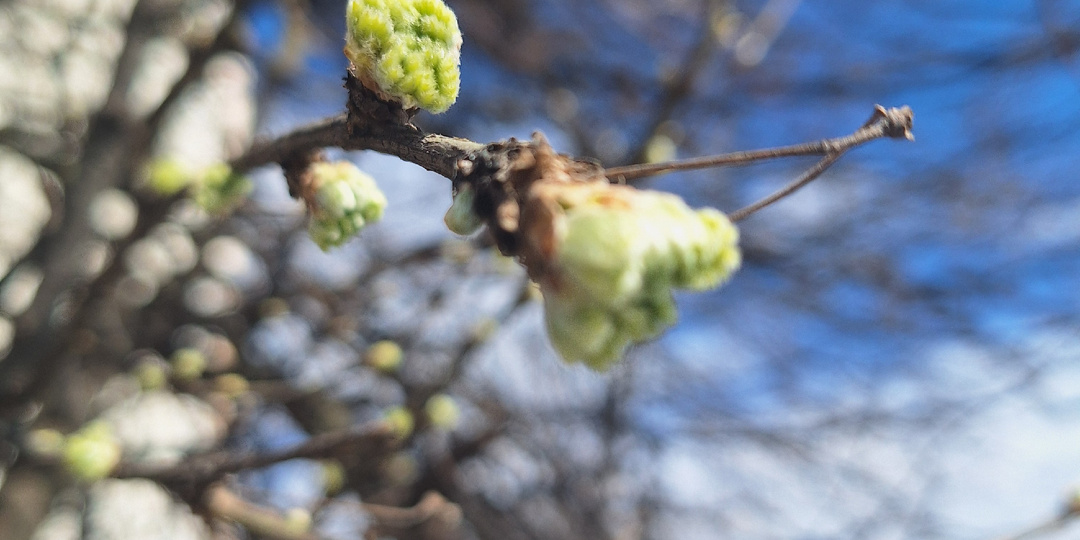 В романтическом фэнтези тоже есть понедельник