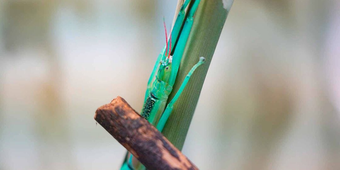 Мятные палочники в Московском зоопарке