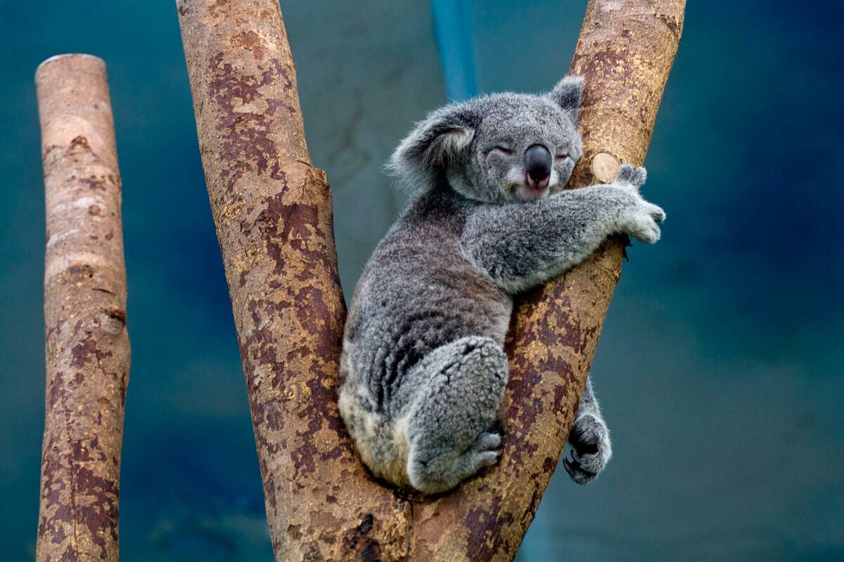 Источник: https://animaljournal.ru/article/koala_opisanie_jivotnogo