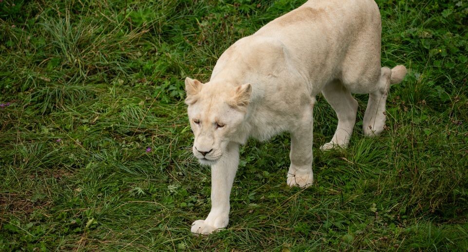    медиасток.рф