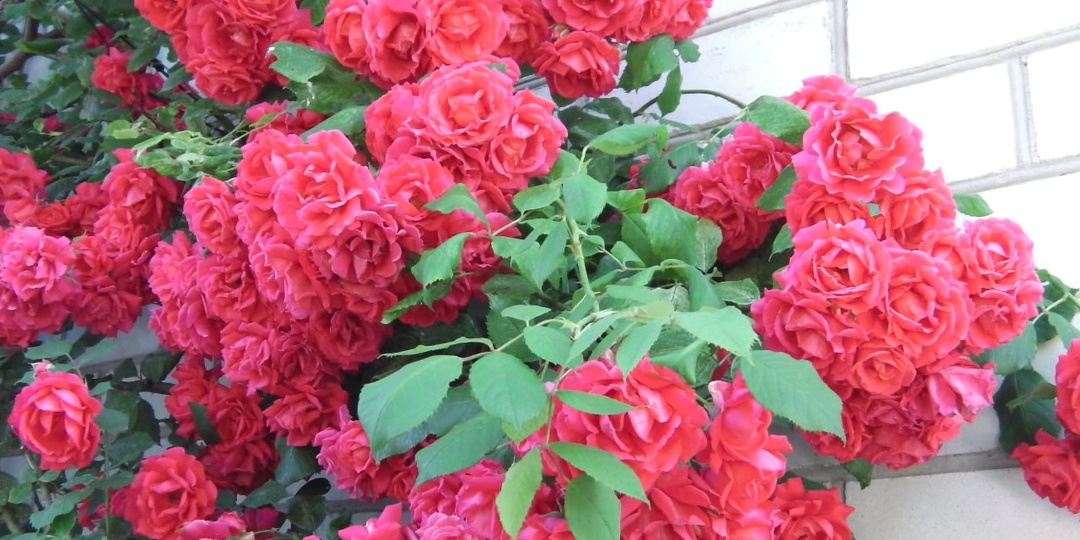 Моя полезная подсказка: всего 1 обработка избавит розы от тли и других вредителей на весь сезон