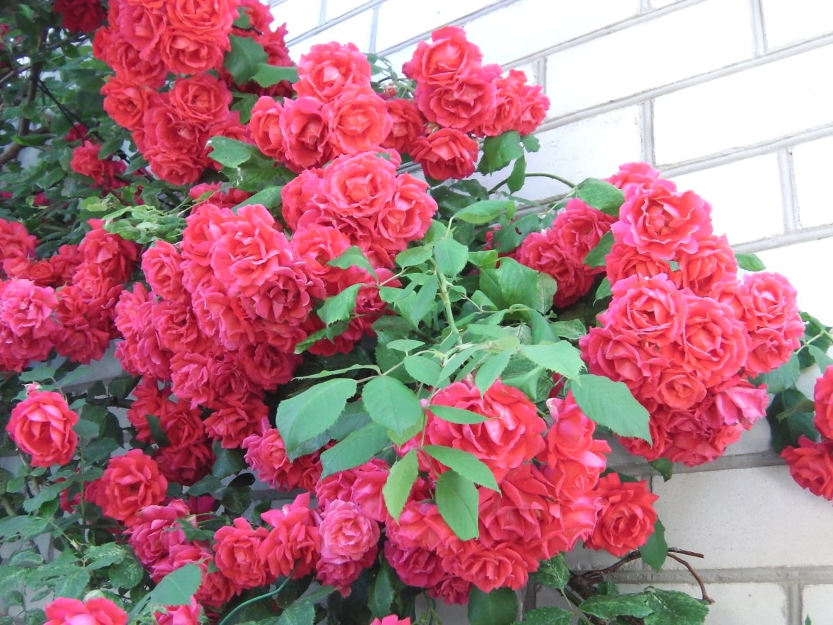 Роза в цвету. Фото автора