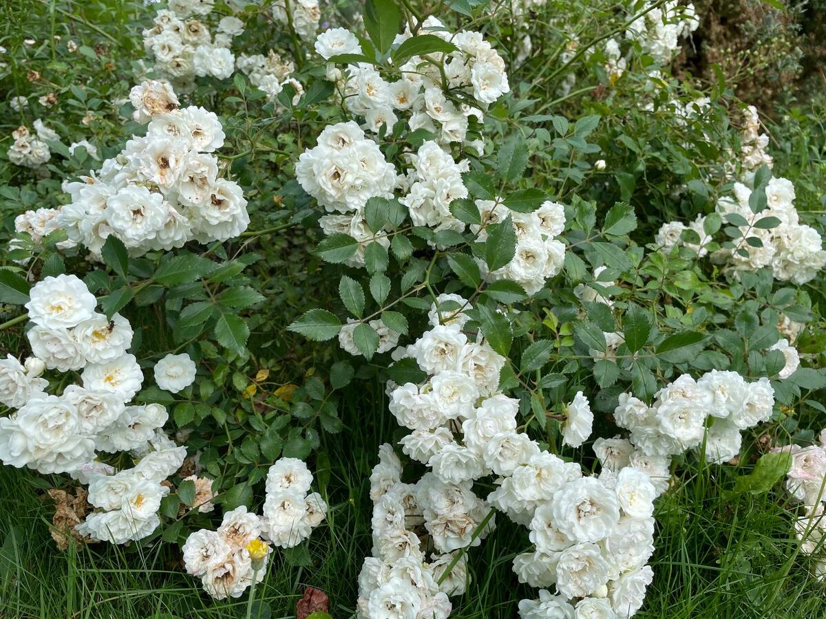 Роза в саду. Фото автора