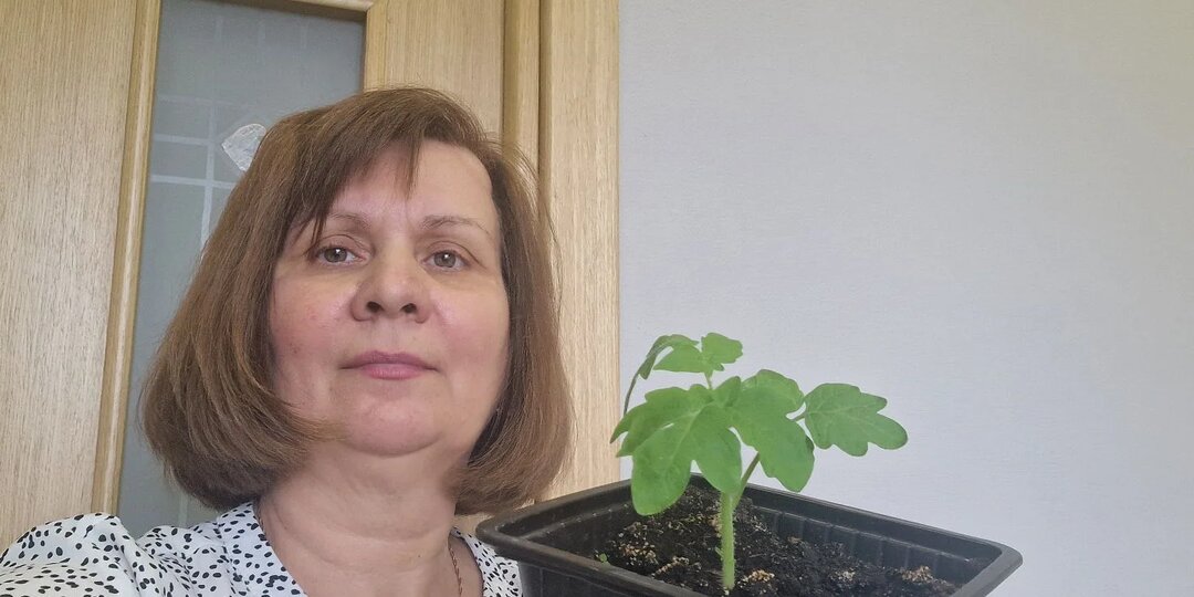 Полейте, опрыскайте, и рассада томатов будет здоровой и крепкой. Натуральное, мощное средство для помидоров