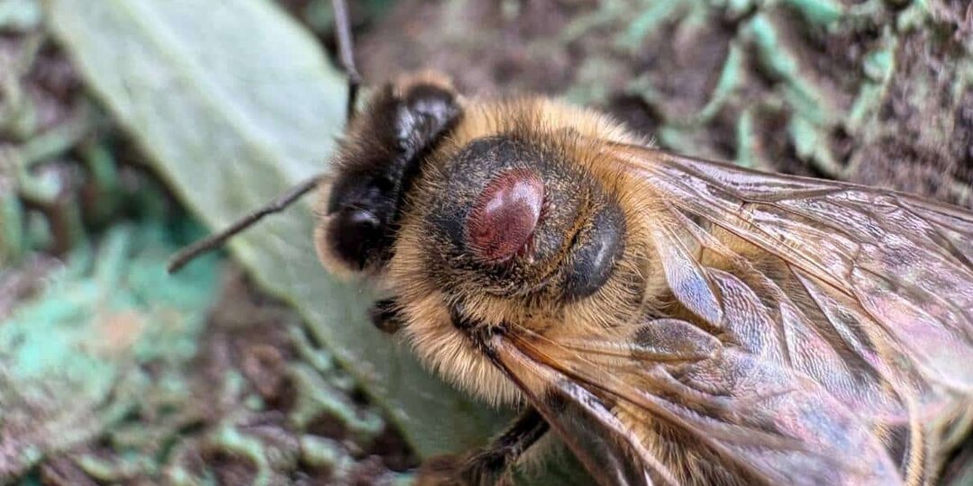 Гибридные пчелы научились бороться с клещом-паразитом