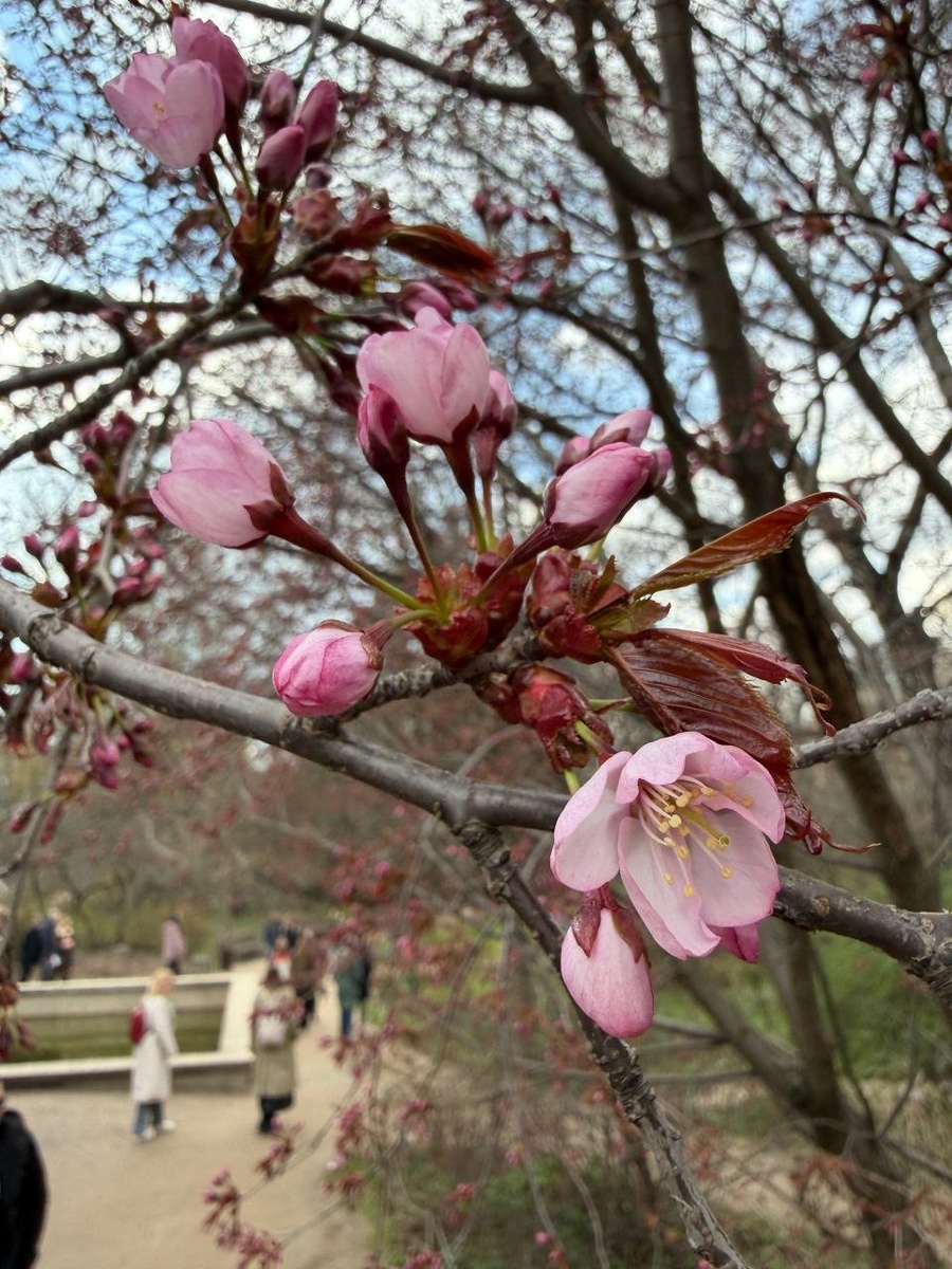    Аптекарский огород МГУ/Telegram