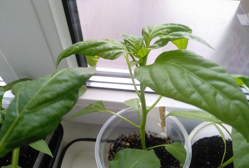 Сладкий перец капризничает: почему скручиваются листья и как это исправить