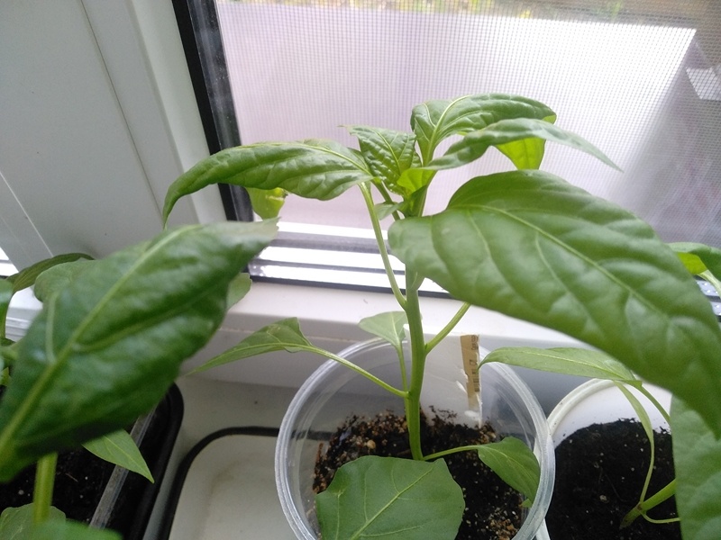 На фото скрученные листья у сладкого перца