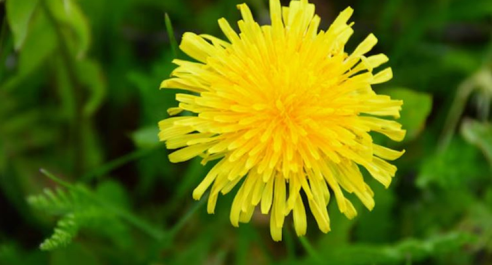 Одуванчик в огороде: враг или... странный друг? Разбираемся без фанатизма