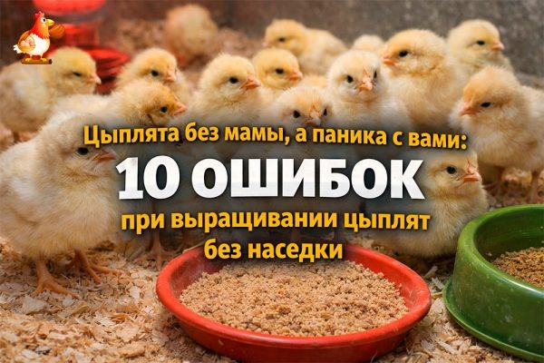 Цыплята без мамы, а паника с вами – 10 ошибок при выращивании цыплят без наседки 🐣🐤🐥