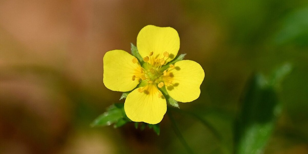 Люди веками лечились этим цветком, ученые выяснили как он работает