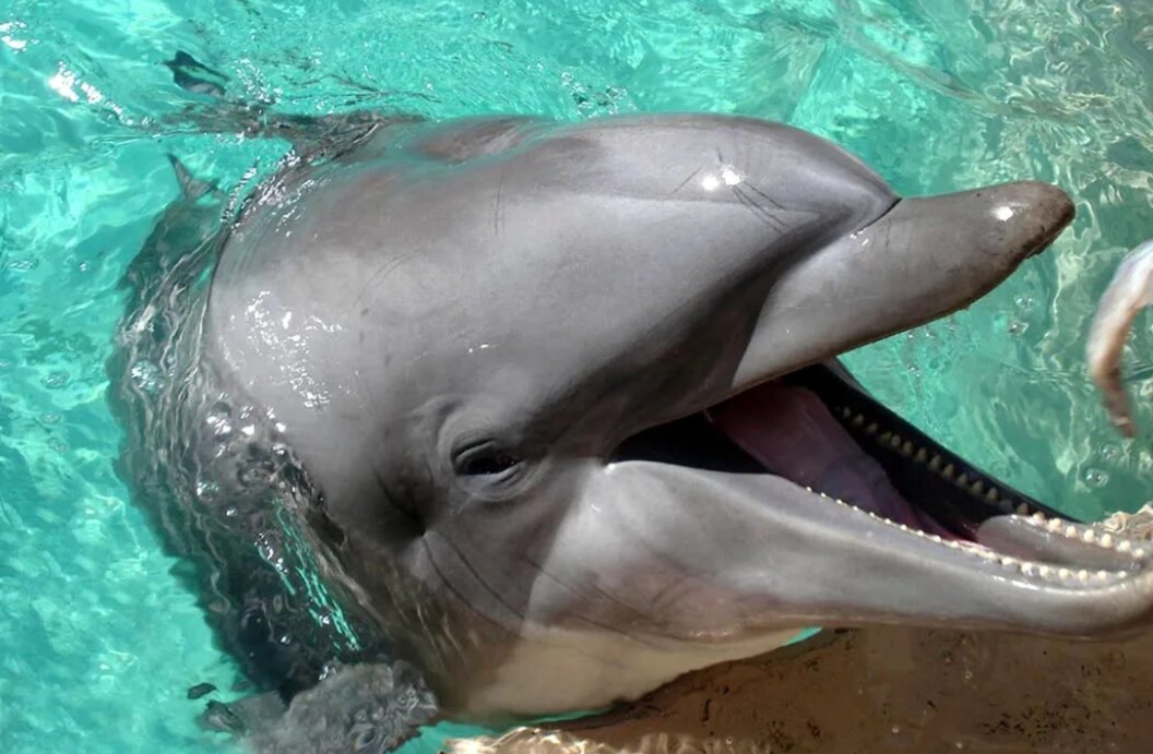 фото из открытых источников