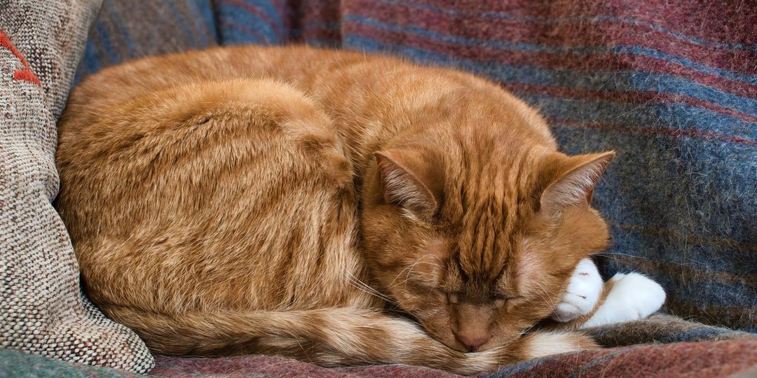 Второй шанс для Барсика: история кота, которого бросили в аэропорту