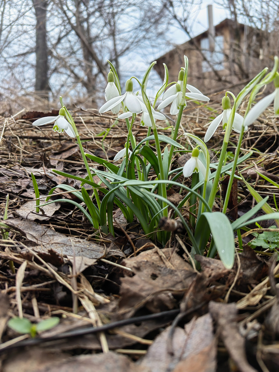 Подснежники. Мы любовались ими на прошлой неделе. 
