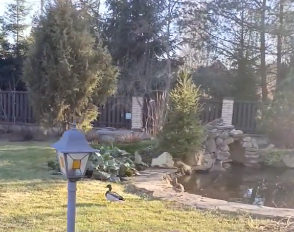 Утки прилетели.
