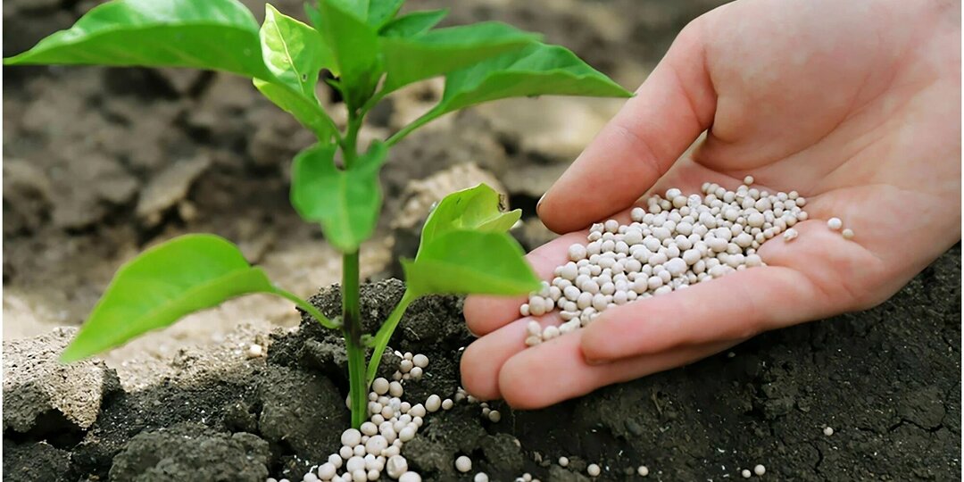 Фосфорные удобрения для рассады: роль в развитии корневой системы
