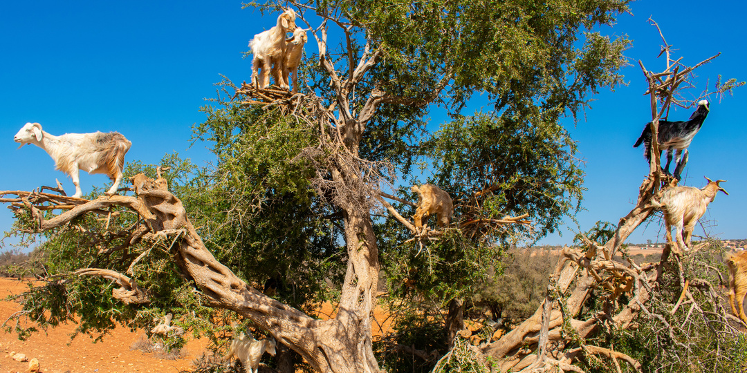 Козлы пасутся на деревьях?