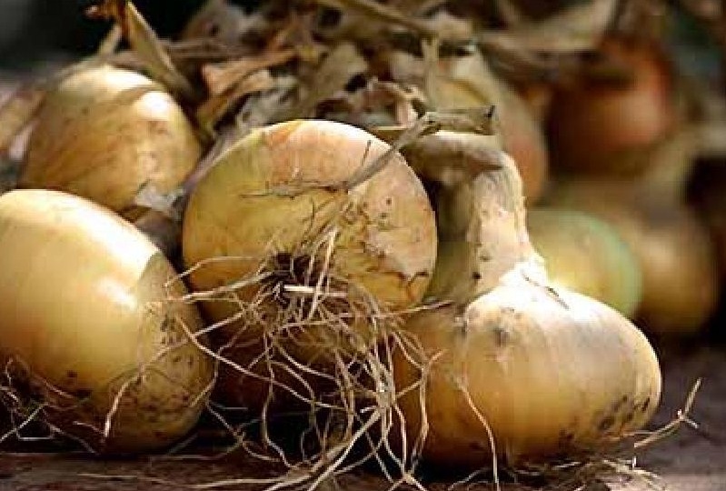 Когда и как убирать репчатый лук