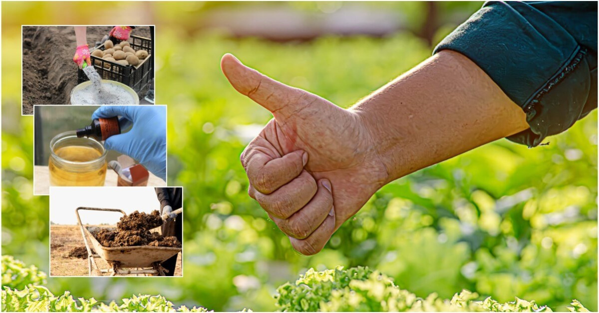 народные рецепты подкормок растений