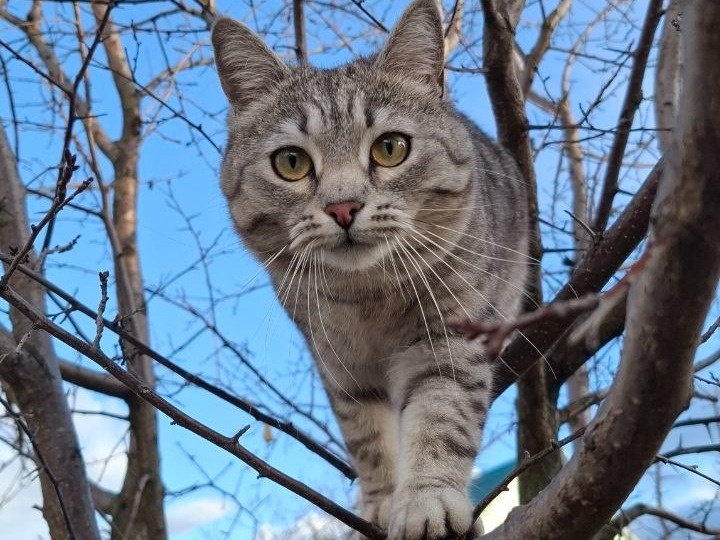 Она обожает лазить по деревьям