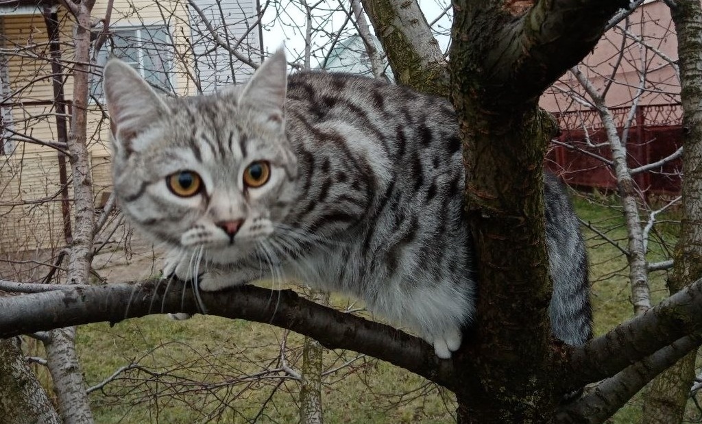 Руфи в детстве