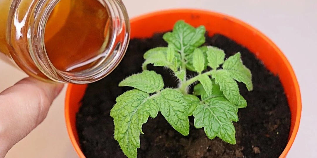 3-4 часа и рассада помидоров здоровая: природная подкормка молодых томатов