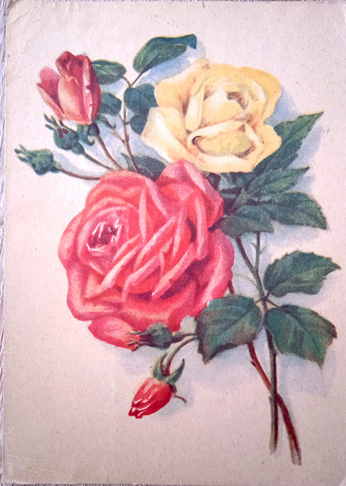 1955 г. (без автора)