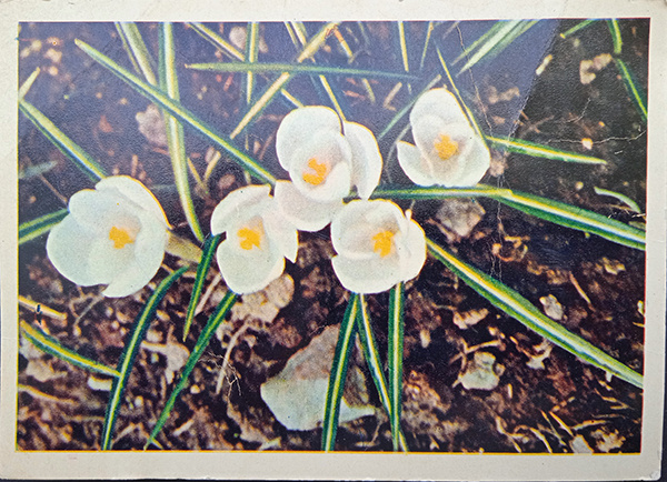 Апрельское цветочное настроение. Советские открытки с изображением цветов