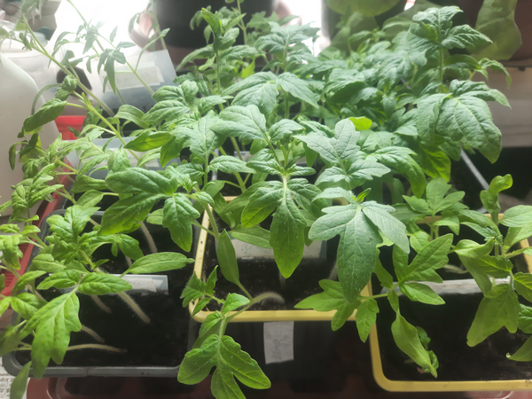 Рассада томатов чахленькая и тоненькая. Нужно ли волноваться? И когда уже нужно