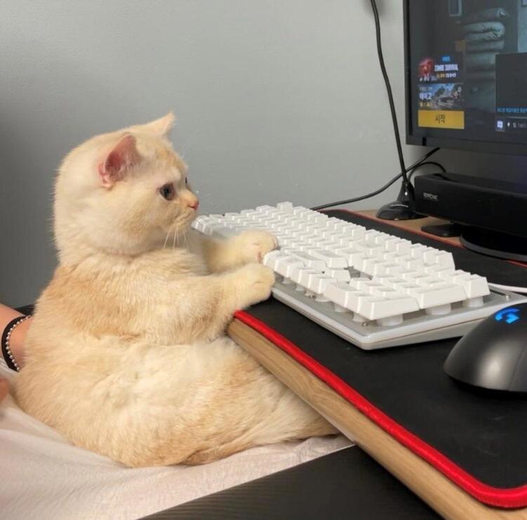 Котик пишет сказки для взрослых