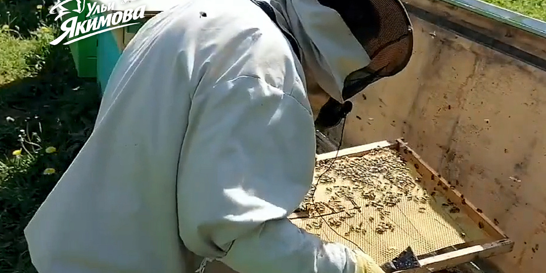 Как я получаю ранний весенний мёд в улье-лежаке