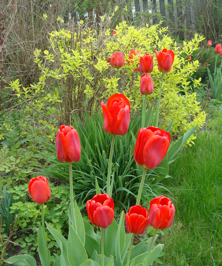 Почему "вырождаются" гладиолусы и тюльпаны?